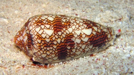 The textile cone snail may look delicate and beautiful, but its venom is among the most dangerous in the ocean