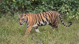 tigress found dead, kanha national park,