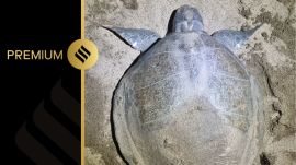 Turtle 03233 was released back into the sea.