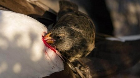 These blood-sucking finches belong to Darwin's famous group of 13 finch species that evolved from a single common ancestor