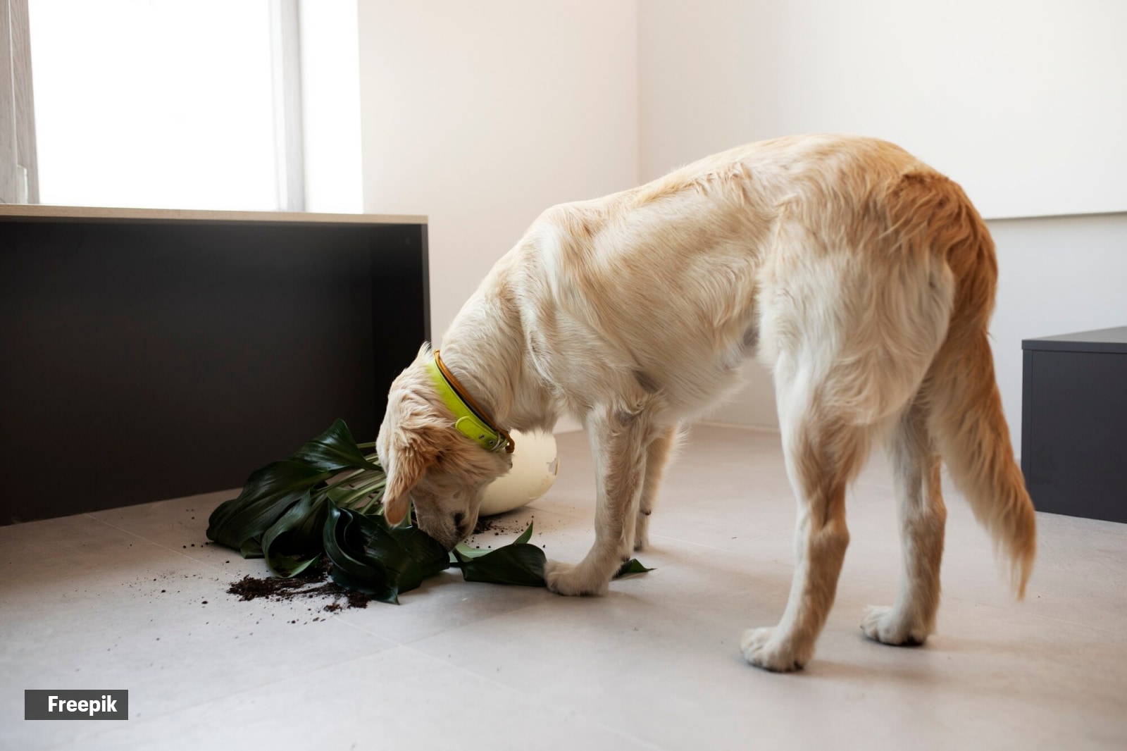 Dogs and trash