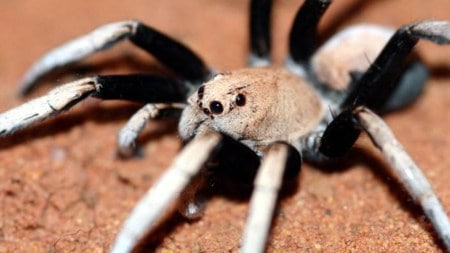 Discover Hoggicosa bicolor, Australia’s two-toned wolf spider