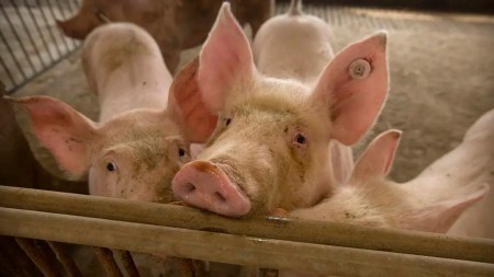 African Swine Fever Mizoram, ASF outbreak Mizoram, pig deaths Mizoram, Mizoram pig culling, ASF infected zones Mizoram, Mizoram animal husbandry news, Mizoram ASF 2025, pig farming loss Mizoram, African Swine Fever India, Mizoram veterinary department