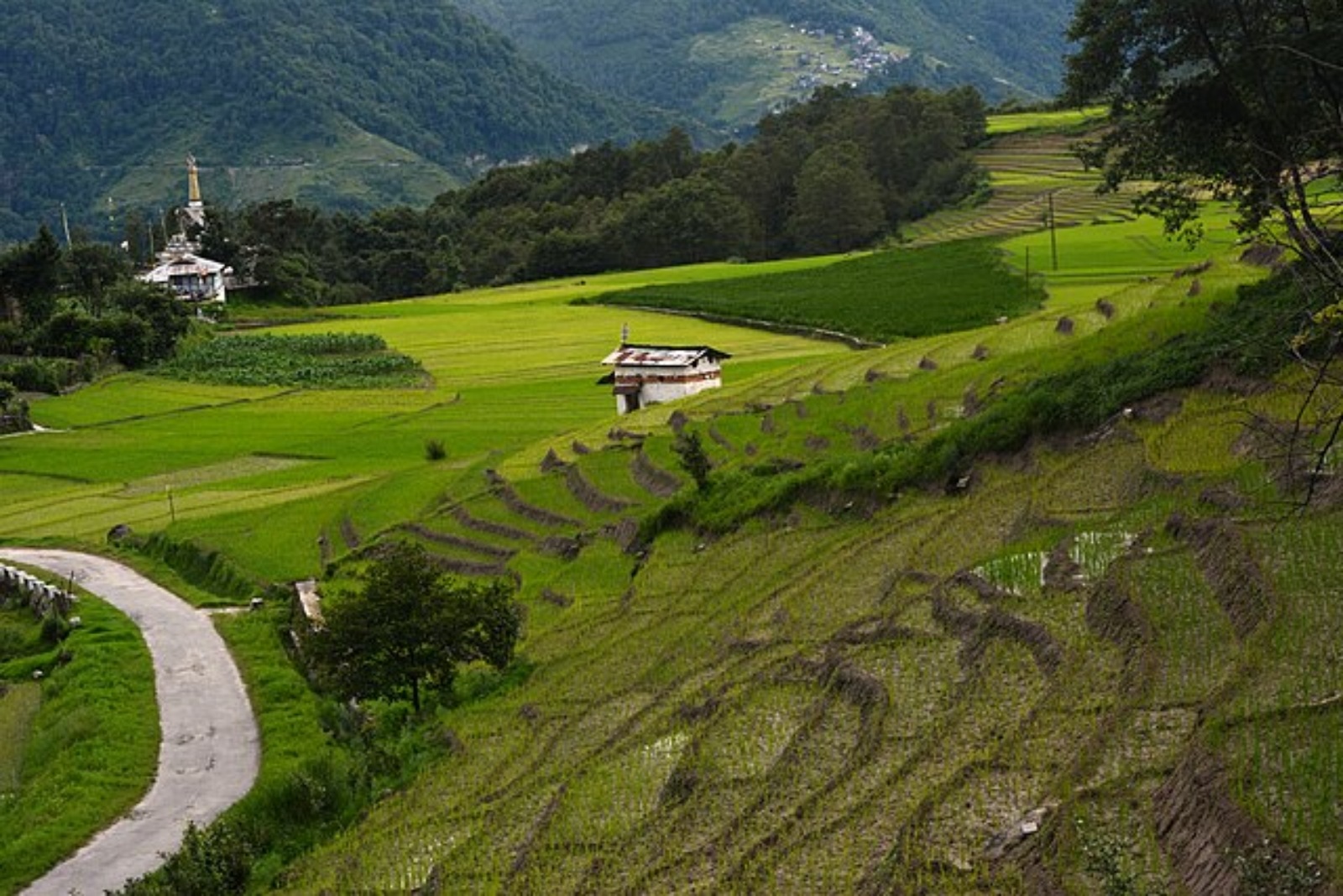 The Ziro region, nestled in Arunachal Pradesh, is a lush green paradise and a breathtaking hill station situated 1,500 meters above sea level. It is renowned for its expansive rice fields, pine-covered hills, and dense green forests