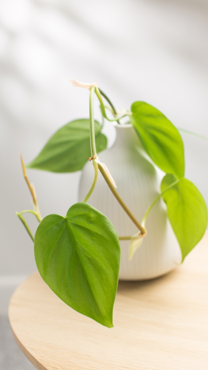 quizalofop herbicide JU-QUIZ 10