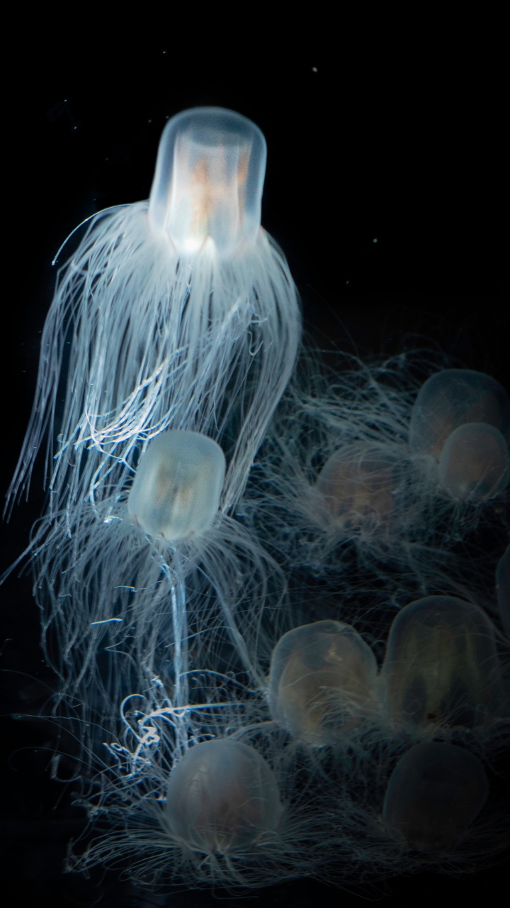 Meet the jellyfish that never dies