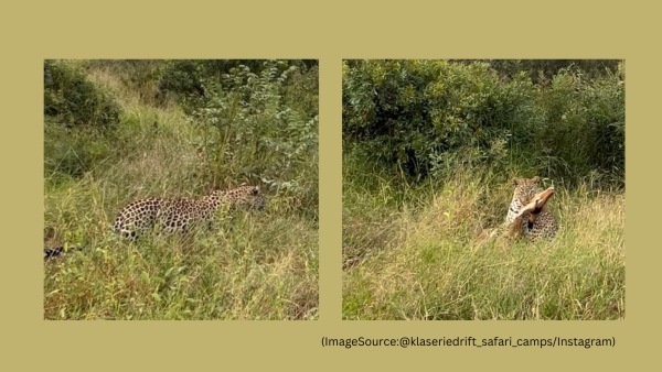 A leopard catches an impala mid-air in South Africa. (Image Source: klaseriedrift_safari_camps/ Instagram)