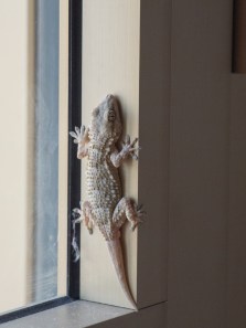 Can lizards bite? Here’s what you should know