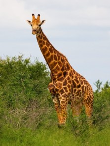 Meet Earth’s biggest animals: From ocean giants to land legends