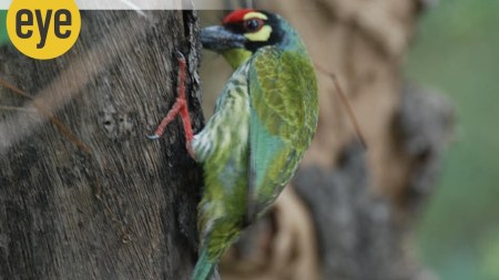 Coppersmiths, the small dumpy green fellows with streaked chests and red, yellow and black around their eyes, can't help but look like solemn clowns (Credit: Ranjit Lal)