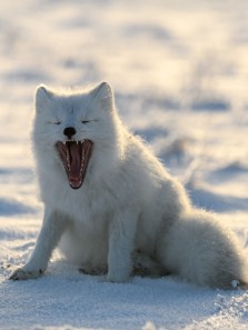 Masters of survival: Nature’s top adaptors