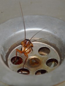How to keep your kitchen cockroach-free: Simple and natural hacks
