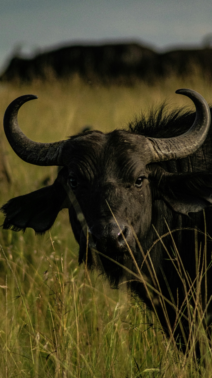Buffalo goring lion
