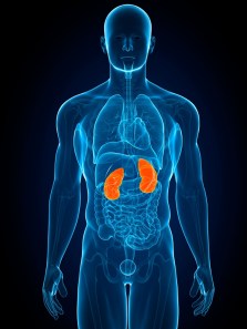 Simple habits to keep your kidney healthy