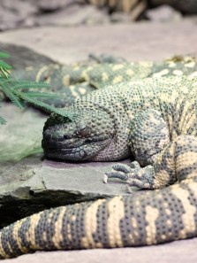 Venomous lizards: Nature’s hidden danger