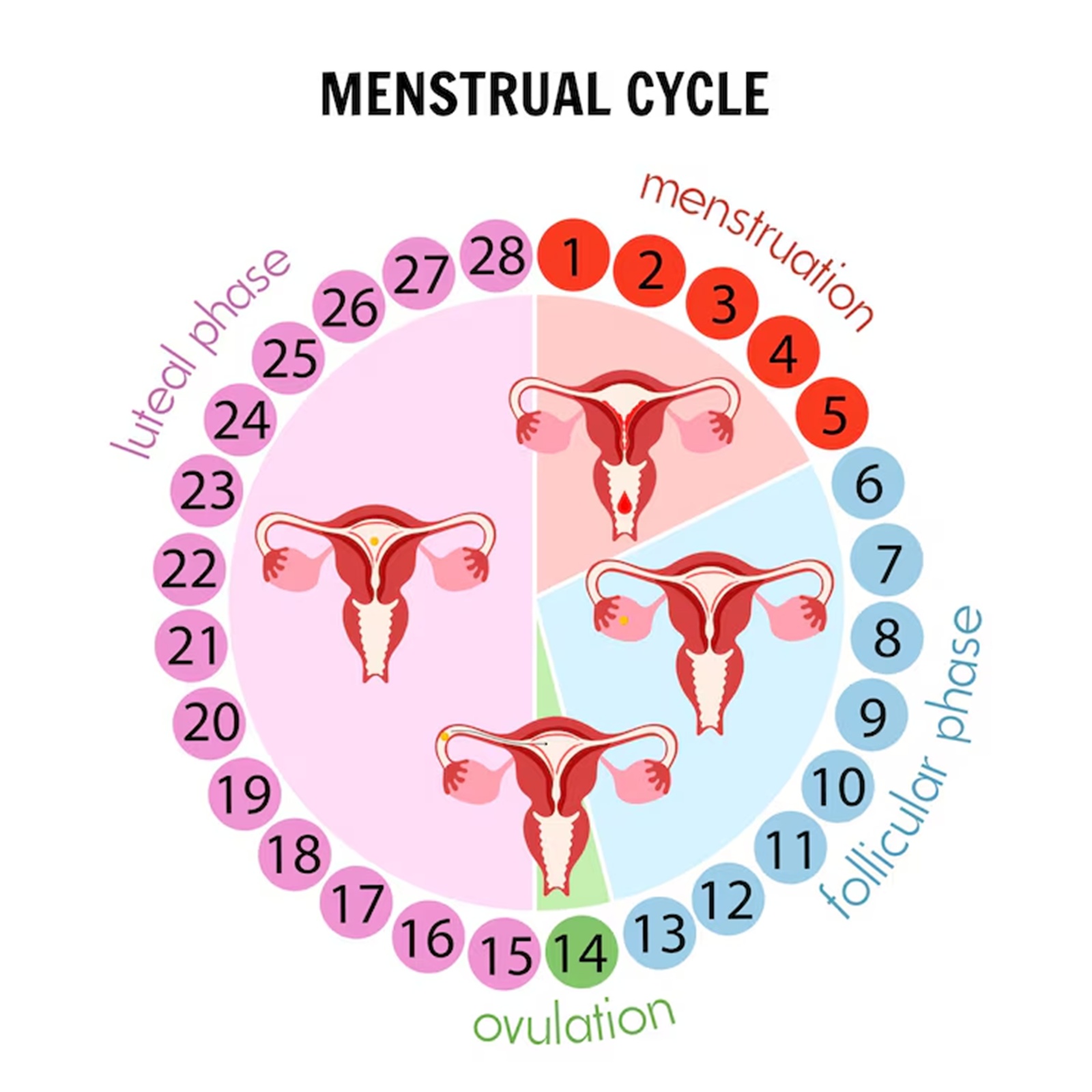 Swollen Uterus During Period The Evolving Placenta Placentation In swollen-uterus-during-period-the-evolving-placenta-placentation-in