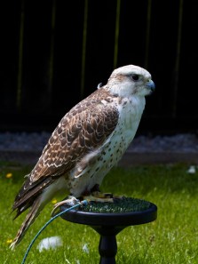 World’s fastest birds: Peregrine Falcon, Eagles, Swifts & Hummingbirds