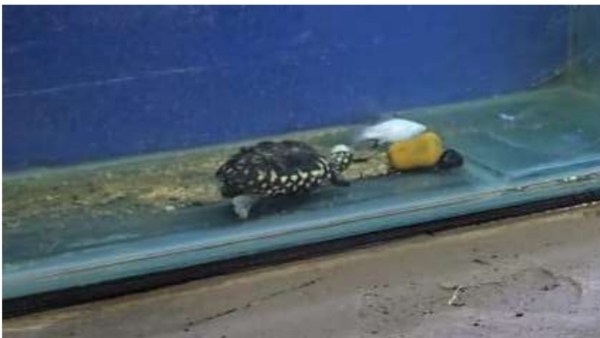 The Indian star tortoise gets its name from the distinctive star-like patterns on its shell, which help it camouflage in dry grasslands and deserts. 