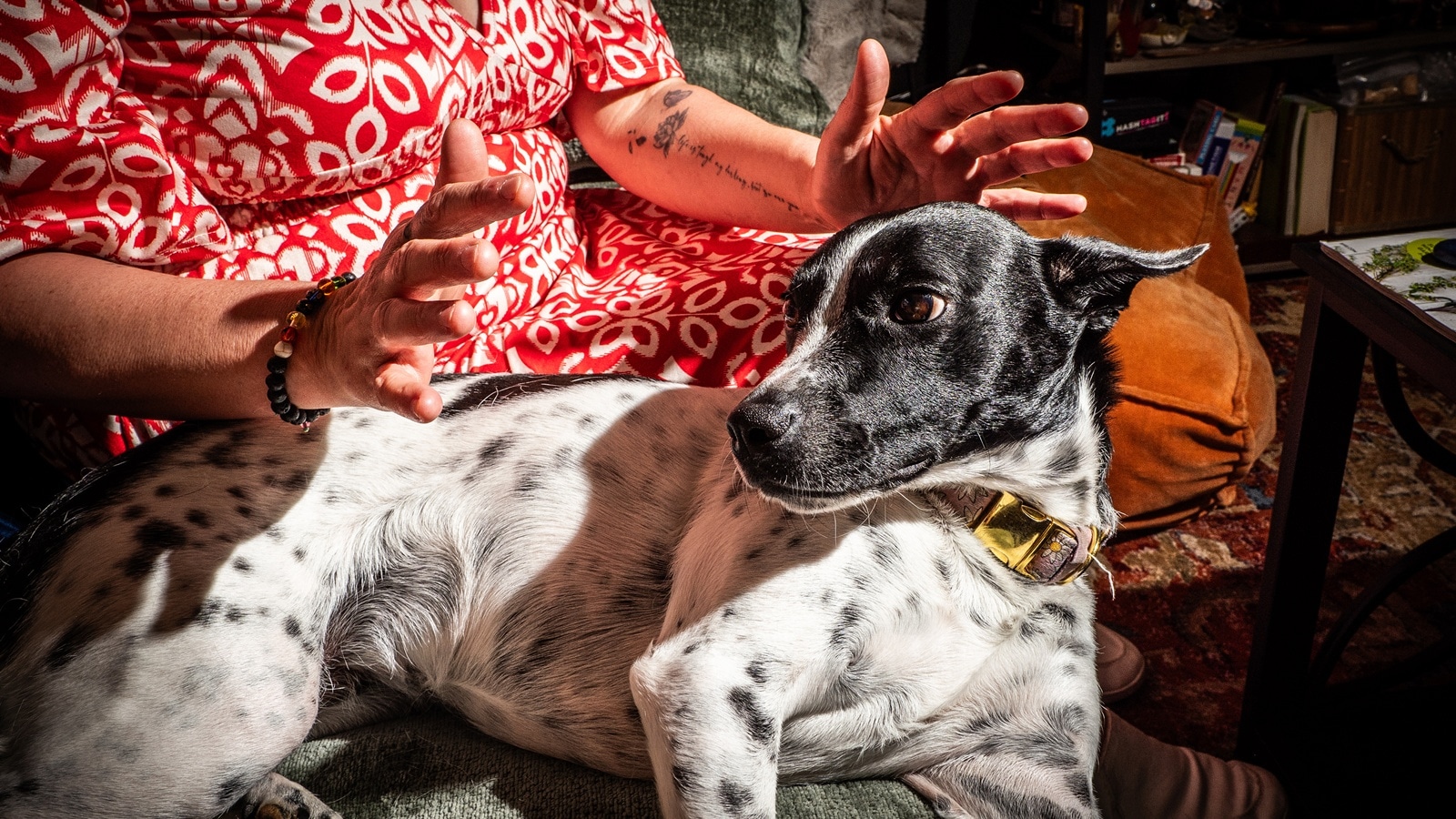 You talk to your pets. They help your pets answer. | Pets-animals News