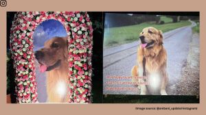 Often seen alongside the younger members of the Ambani family, Happy’s friendly nature and charm made him a favourite both within the household and on social media (Image source: @ambani_update/Instagram)