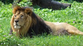 Asiatic Lion, gujarat forest department, indian express