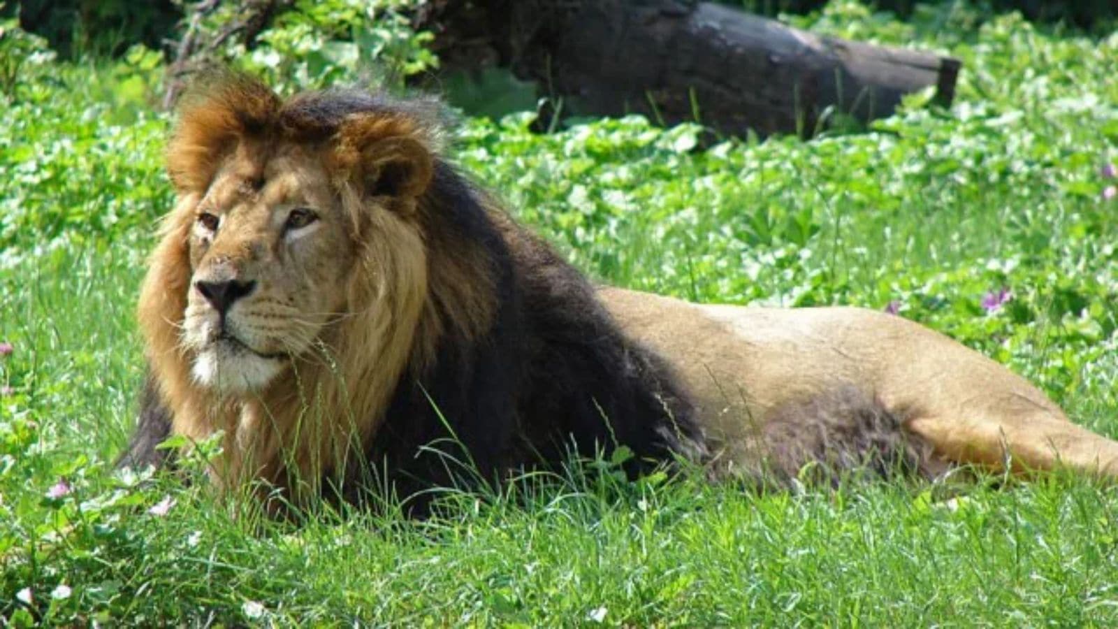 Lion census, Asiatic lions, Gujarat government, Ahmedabad