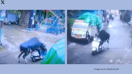 In the video, the bull climbed onto the scooter with its front legs over the seat and hind legs still on the ground