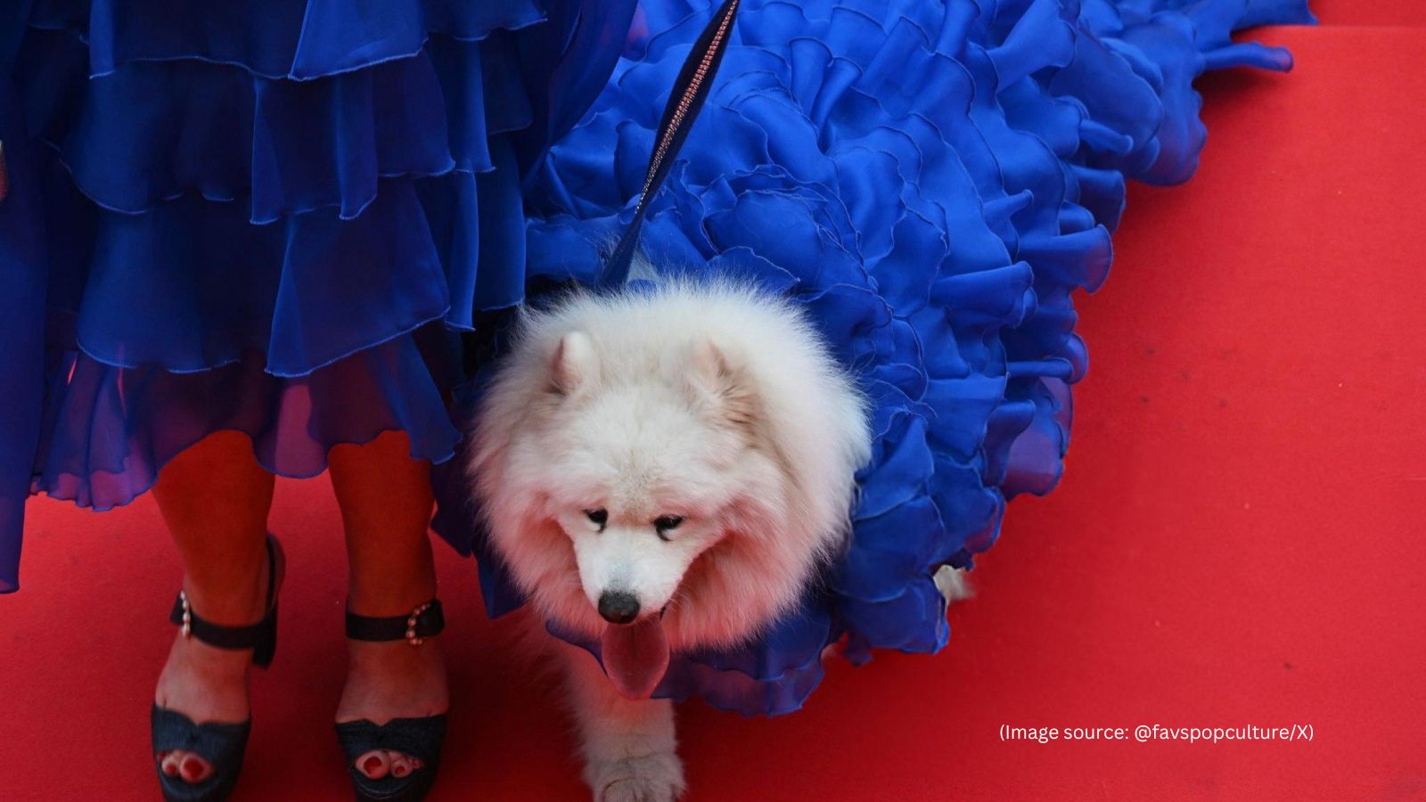 This dog walked the Cannes red carpet in her own ball gown, gets her own festival pass; know who she is | Trending News This dog walked the Cannes red carpet in her own ball gown, gets her own festival pass; know who she is | Trending News
