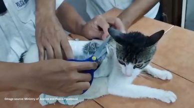 The prison police have seized the drugs for a legal process, and coordinated with SENASA (National Animal Health Service) to ensure the cat received proper care (Image source: Ministry of Justice and Peace/Facebook)