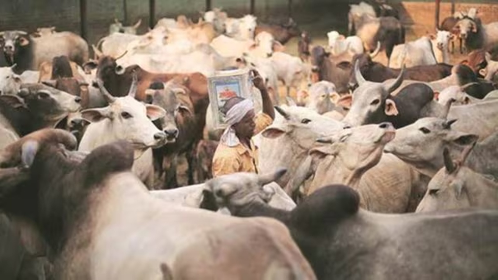 Tripura nod for NGO to promote benefits of cows in schools draws flak | North East India News Tripura nod for NGO to promote benefits of cows in schools draws flak | North East India News