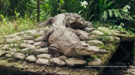 Witnesses say the man was trapped inside the enclosure with the crocodile for half an hour