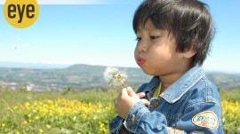 Dandylion No childhood is complete if you haven’t blown a delicate dandelion and watched its puffballs explode – each carrying a little seed (Credit: Wikimedia Commons)