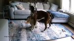 Surveillance footage captured Reggie's instinctive response