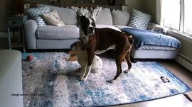 Surveillance footage captured Reggie's instinctive response