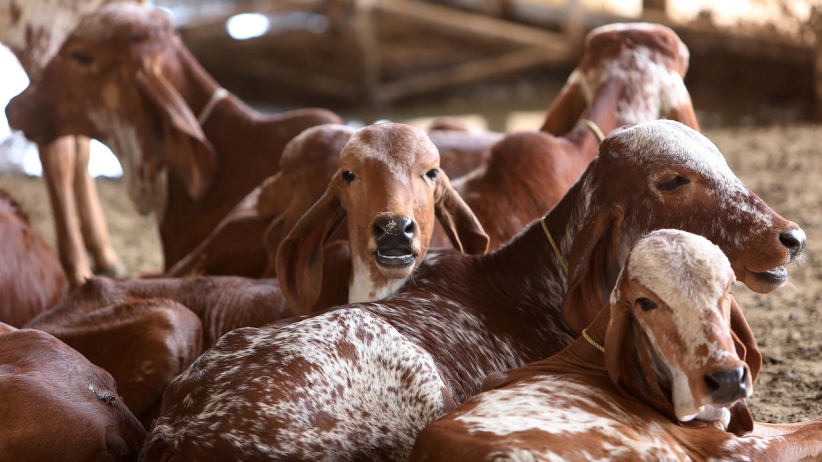 Indian Beef Cattle Breeds