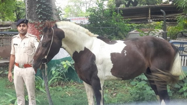 In Bihar, horse used to smuggle liquor is now evidence in the case