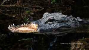 The alligator can be seen walking, calmly, on land and in the water, at ease, despite the severe injury