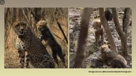 A heartwarming sight shows Veera resting under a tree inside an enclosure, cradling her cubs (Image source: @kunonationalpark/Instagram)