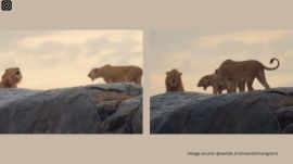 The moment was recently captured in Serengeti's Maasai Kopjes