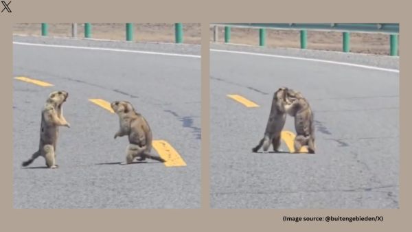 The viral video shows the animals appear completely unfazed by the line of cars waiting patiently behind them (Image source: @buitengebieden/X)