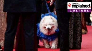 dog Cannes