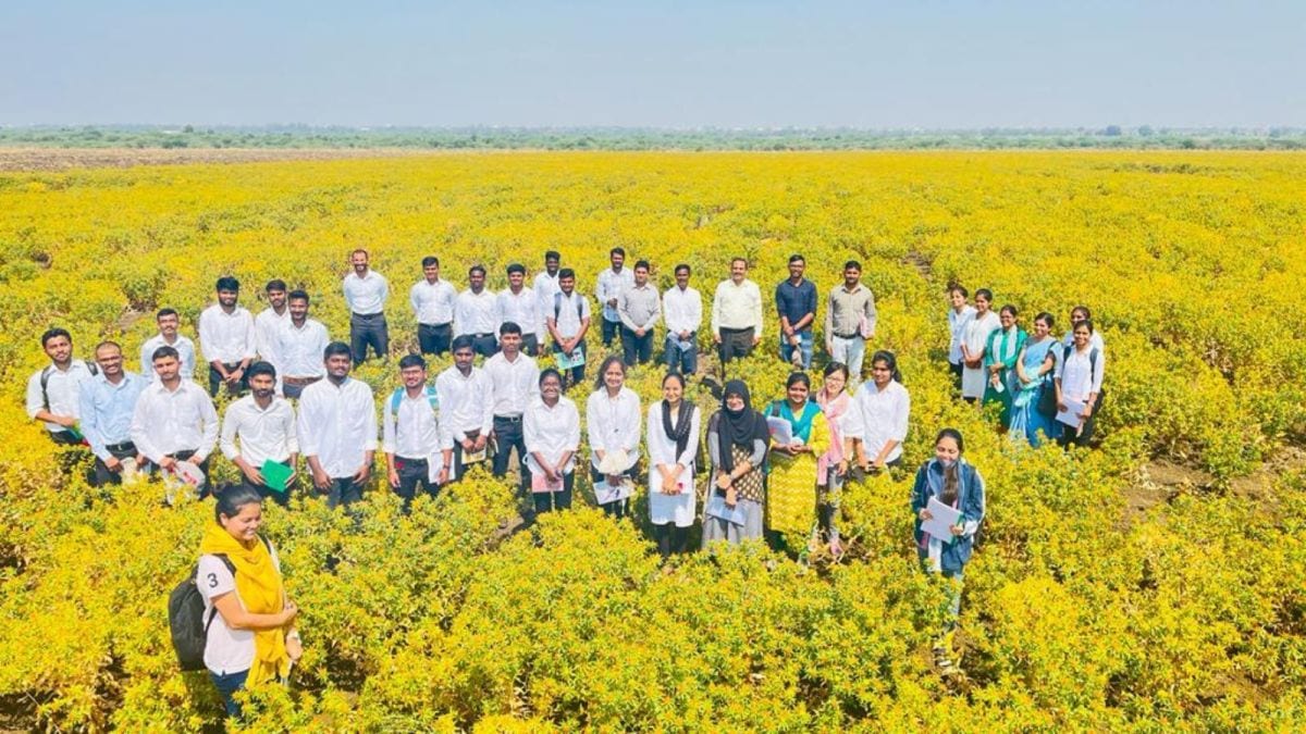 The entire 40-acre holding near the town of Manwath in Parbhani was under this lesser-grown oilseed. (Express photo)