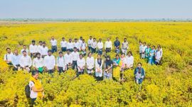 The entire 40-acre holding near the town of Manwath in Parbhani was under this lesser-grown oilseed. (Express photo)