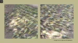 More than 50 other birds were badly hurt