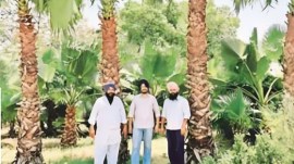 (From left) Brothers Varinder Singh, Jaswinder Singh and Gurjant Singh at their palm field. (Express Photo)