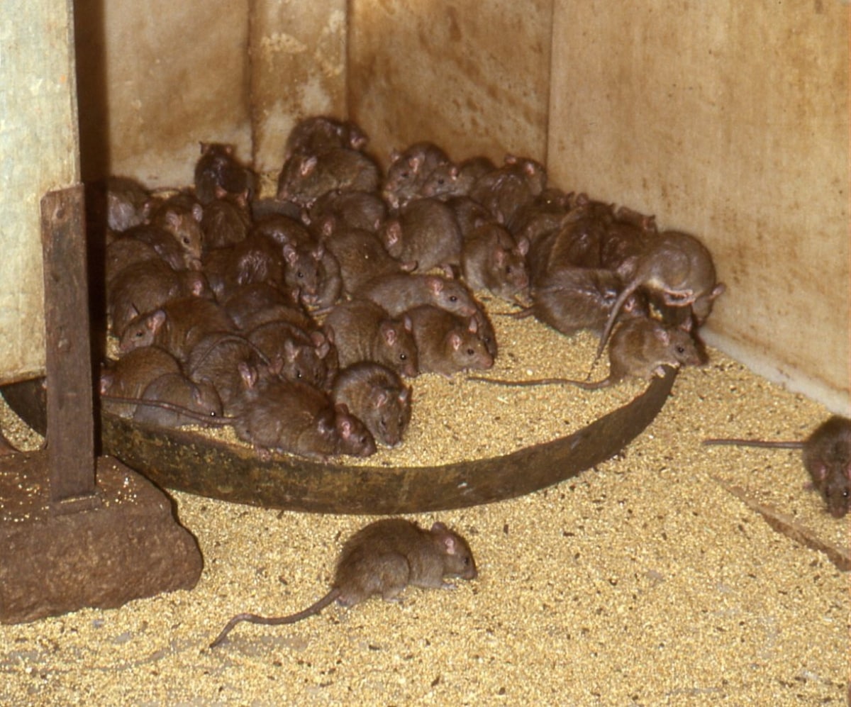Rats_in_the_Temple_of_Karni_Mata_in_Deshnoke-2