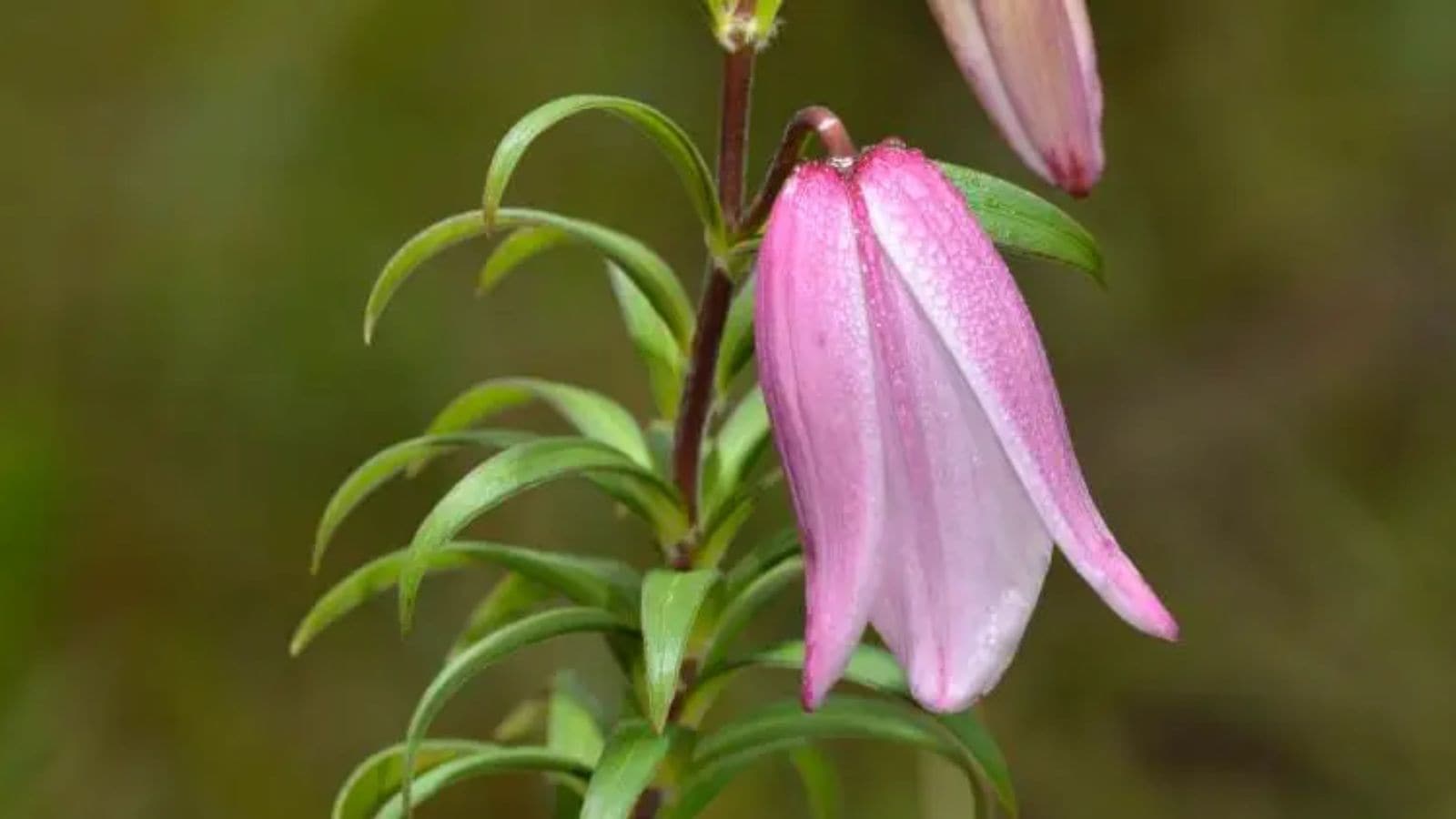 In Manipur, famed Shirui Lily festival becomes first real test of normalcy - shirui lily