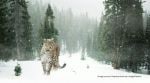 The leopard showed no panic or aggression while the car followed it closely