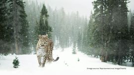The leopard showed no panic or aggression while the car followed it closely