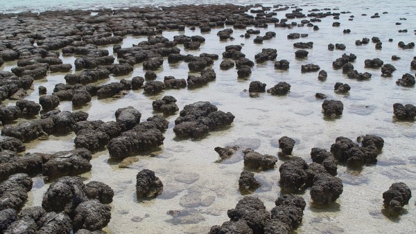 stromatolites